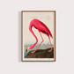 Flamingo Vintage