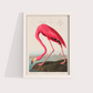 Flamingo Vintage