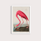 Flamingo Vintage