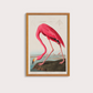 Flamingo Vintage