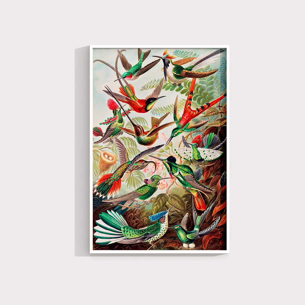Magical Birds - LARTESTUDIO