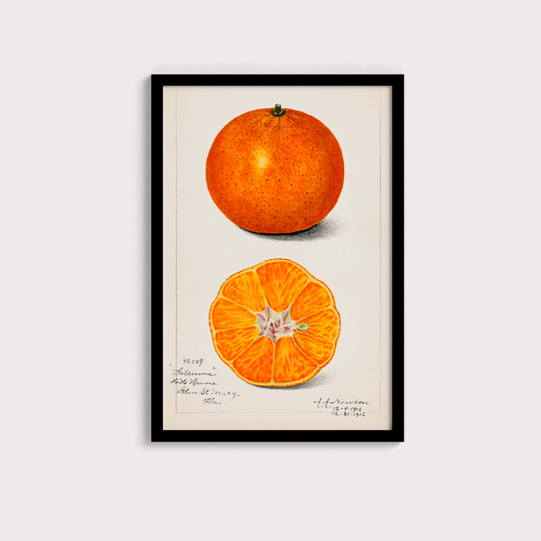 Laranja Vintage - LARTESTUDIO