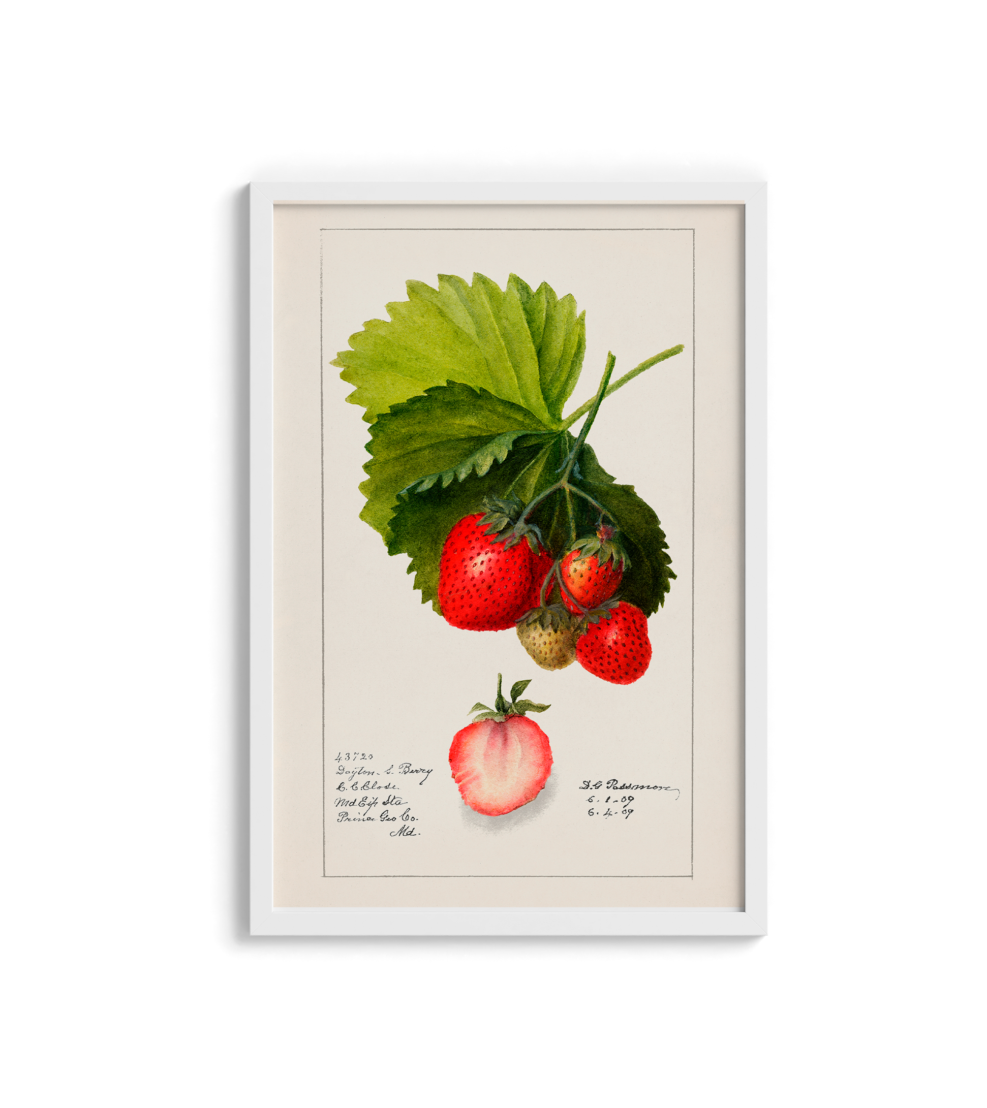 Morango vintage - LARTESTUDIO