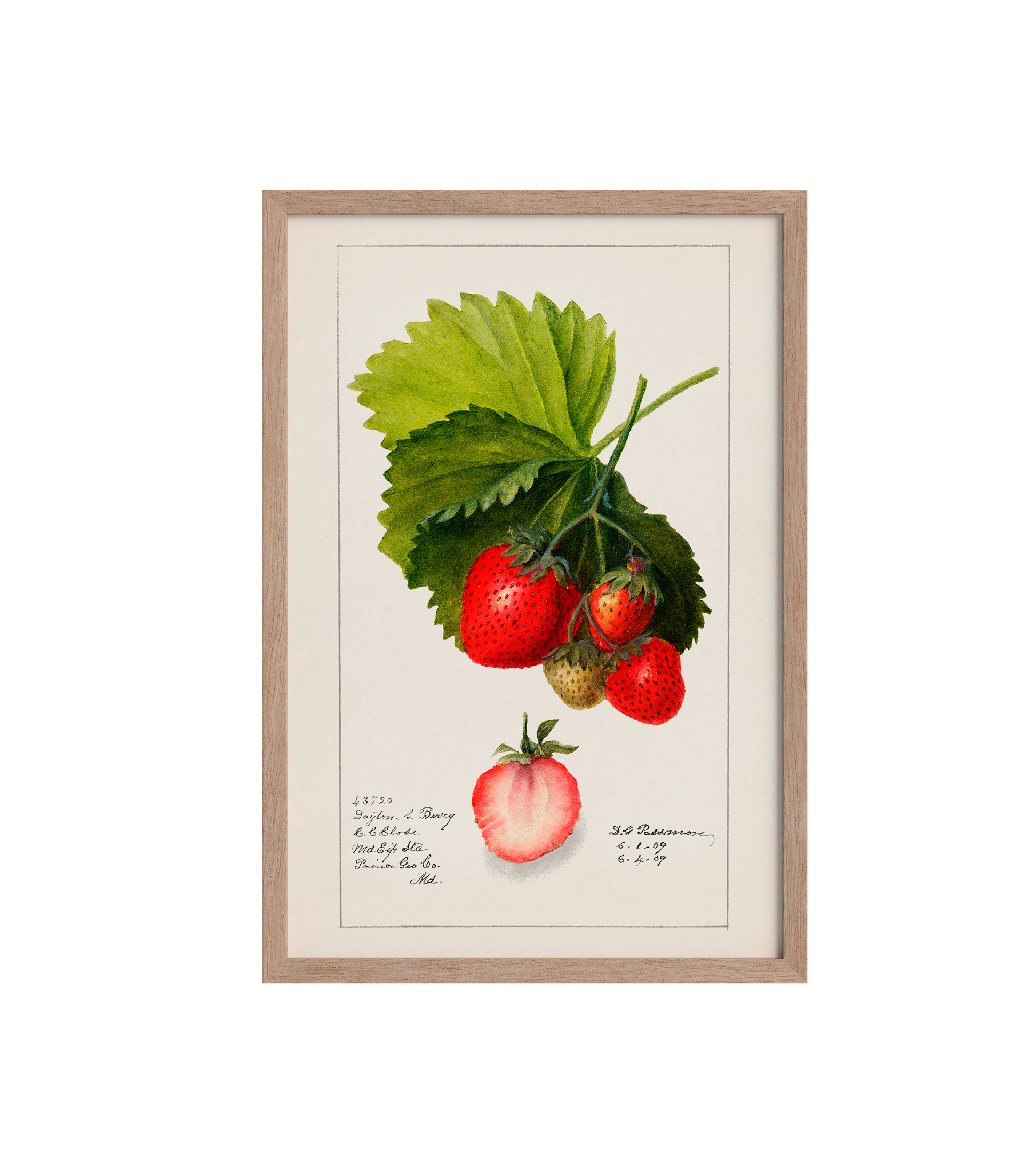 Morango vintage - LARTESTUDIO