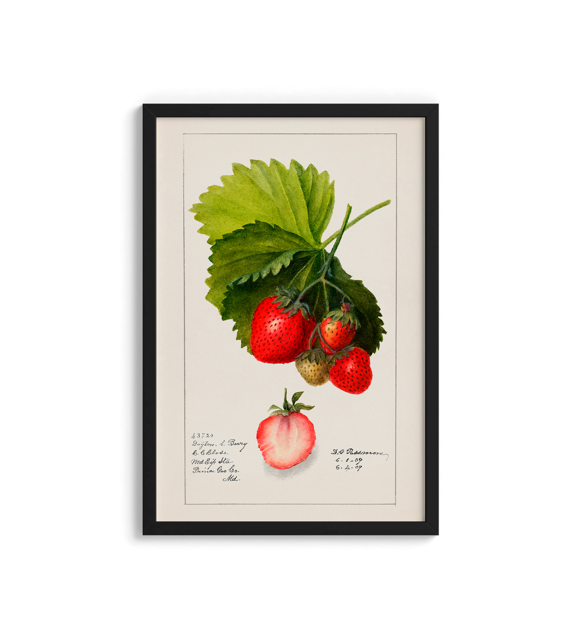 Morango vintage - LARTESTUDIO