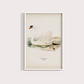 Swan