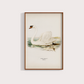 Swan