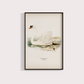 Swan