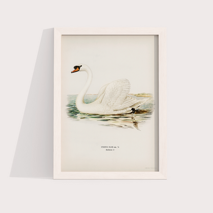 Swan