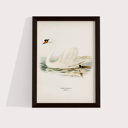 Swan