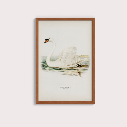 Swan