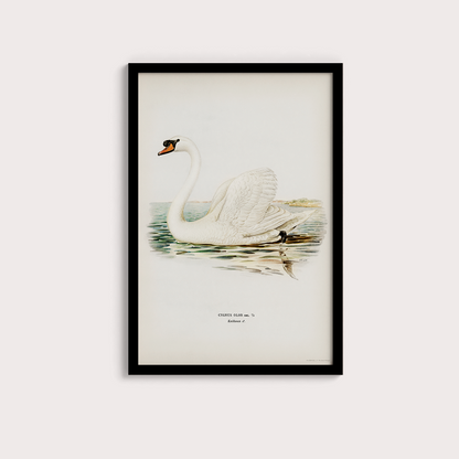 Swan
