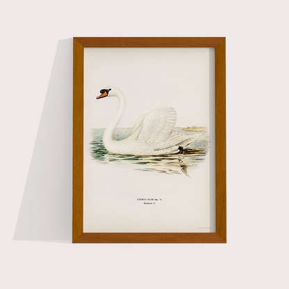 Swan