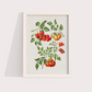 Tomate vintage