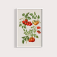 Tomate vintage