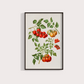 Tomate vintage
