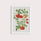 Tomate vintage