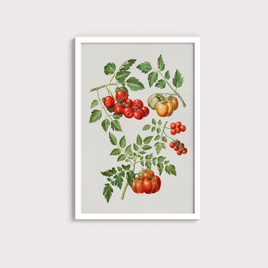 Tomate vintage