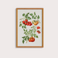 Tomate vintage